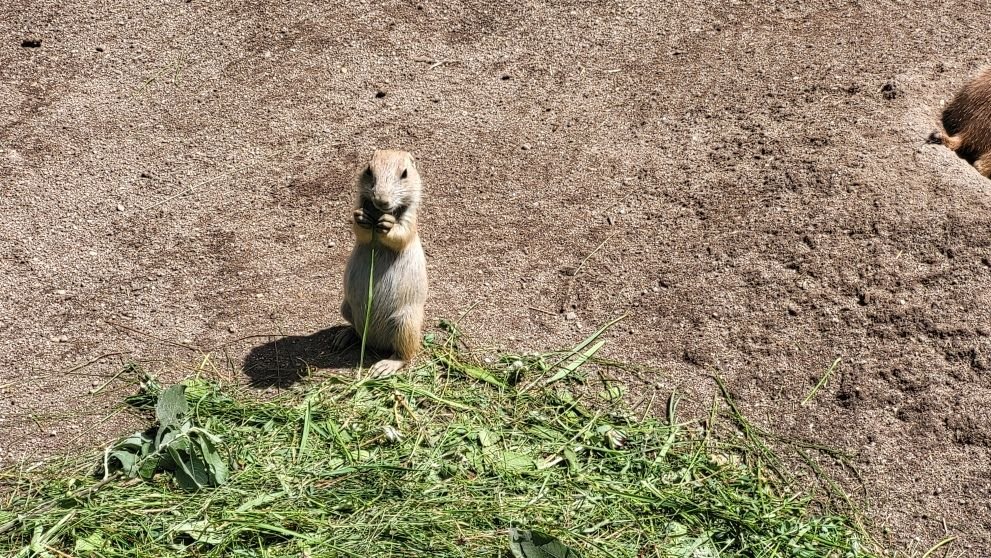 01___vylet_do_zoo_a_rozlouceni_s_druzinou