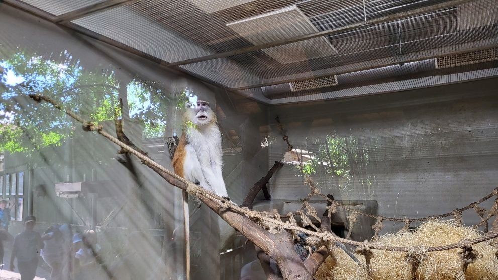 08___vylet_do_zoo_a_rozlouceni_s_druzinou