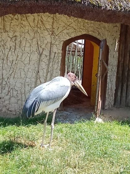 12___vylet_do_zoo_a_rozlouceni_s_druzinou